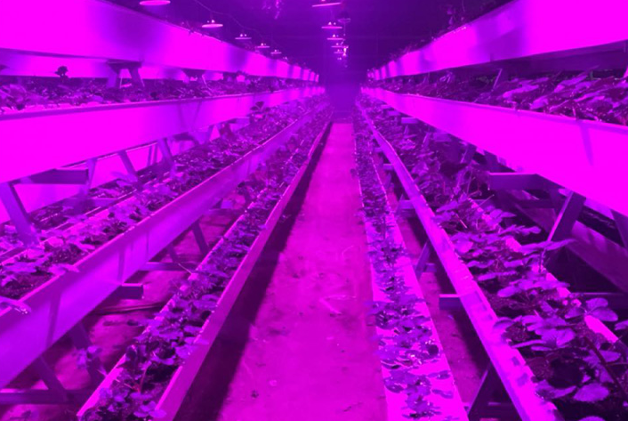 植物生长灯全光谱LED室内花卉育苗多肉蔬菜温室大棚补光灯